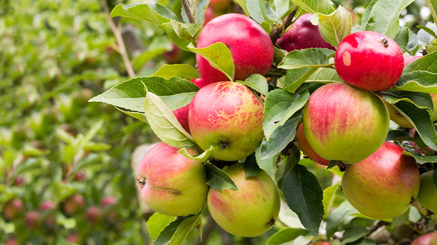 Strongbow Us Cider Making Page Article Image 2